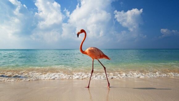 Flamingo-Alone-1024x576
